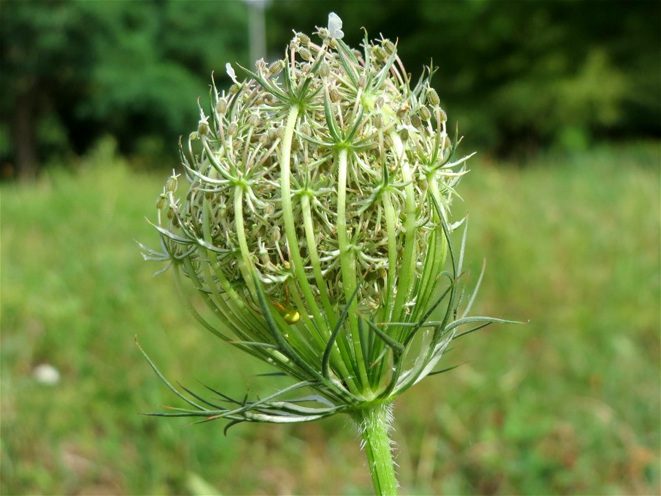 Wilde Möhre (Daucus carota) in Hockenheim