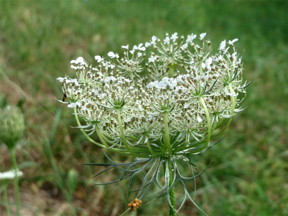 Wilde Möhre (Daucus carota) in Hockenheim