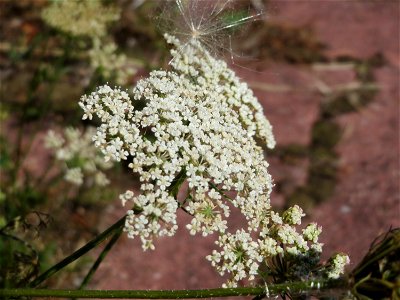 Wilde Möhre (Daucus carota) in Hockenheim