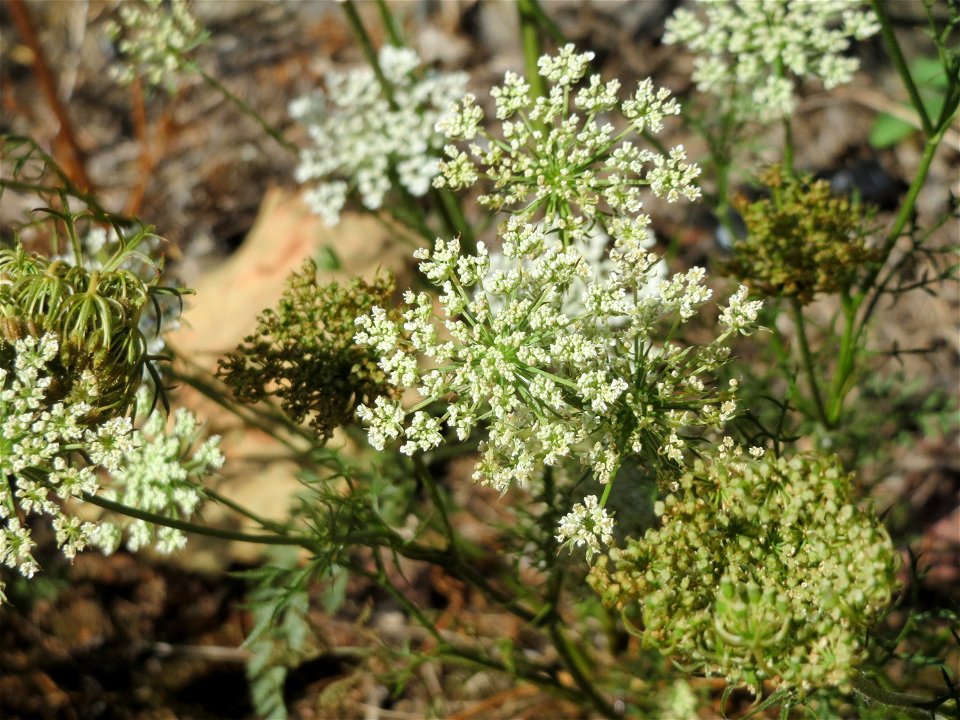 Wilde Möhre (Daucus carota) in Hockenheim
