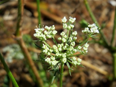 Wilde Möhre (Daucus carota) in Hockenheim