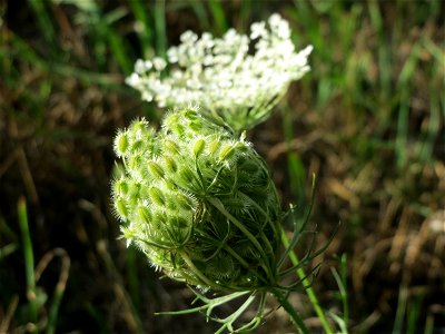 Wilde Möhre (Daucus carota) in Hockenheim