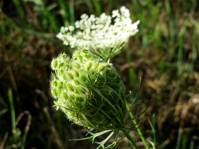 Wilde Möhre (Daucus carota) in Hockenheim photo