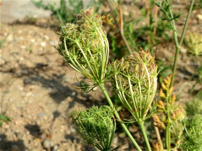 Wilde Möhre (Daucus carota) auf einem Sandhügel einer Baustelle in Hockenheim