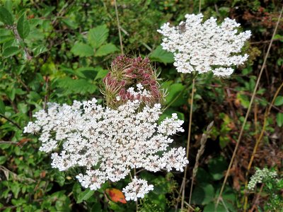 Wilde Möhre (Daucus carota) am Hohen List bei Schalkenmehren