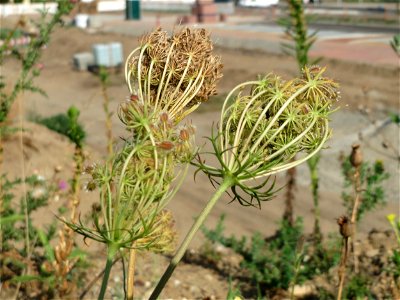 Wilde Möhre (Daucus carota) auf einem Sandhügel einer Baustelle in Hockenheim