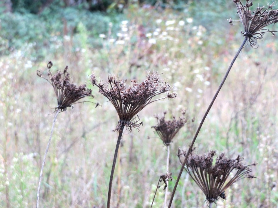 Wilde Möhre (Daucus carota) in Hockenheim