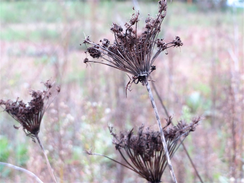 Wilde Möhre (Daucus carota) in Hockenheim
