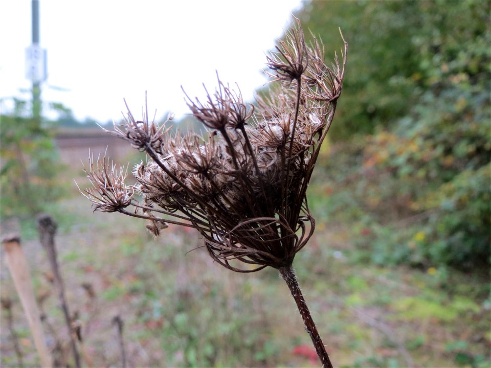 Wilde Möhre (Daucus carota) in Bruchmühlbach-Miesau