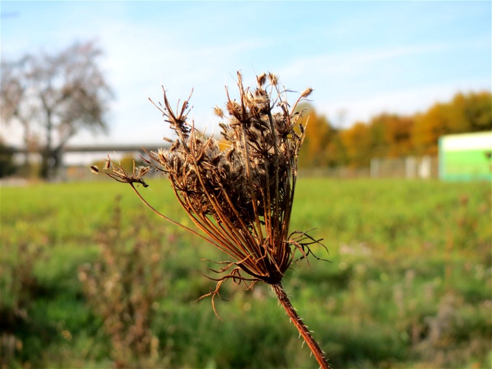 Wilde Möhre (Daucus carota) in Oftersheim