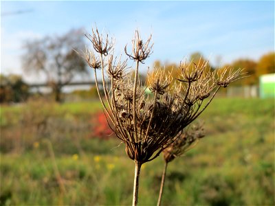 Wilde Möhre (Daucus carota) in Oftersheim