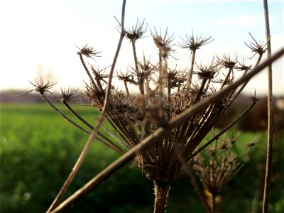Wilde Möhre (Daucus carota) in Hockenheim