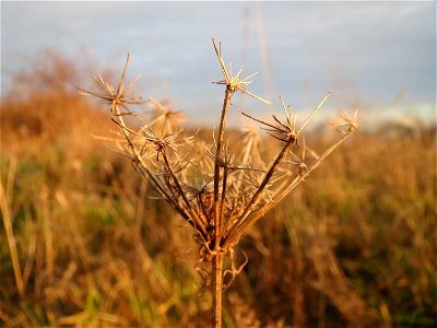 Wilde Möhre (Daucus carota) bei Hockenheim