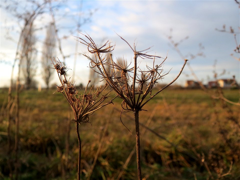 Wilde Möhre (Daucus carota) bei Hockenheim