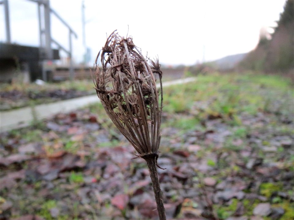 Wilde Möhre (Daucus carota) in Bruchmühlbach-Miesau photo