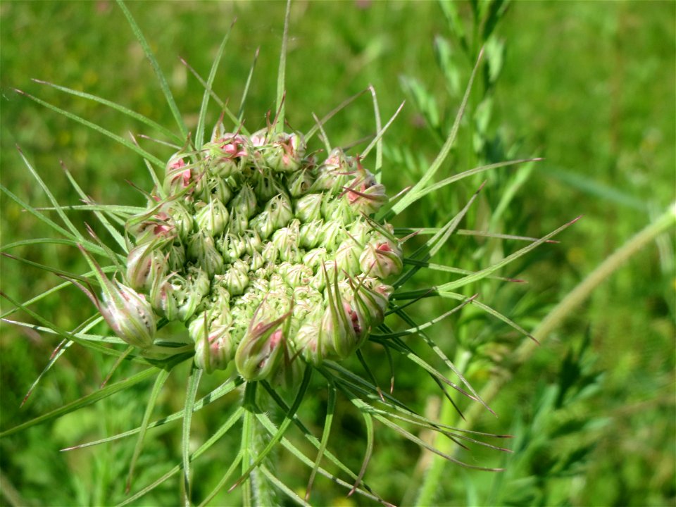 Wilde Möhre (Daucus carota) am Osthafen in Saarbrücken photo