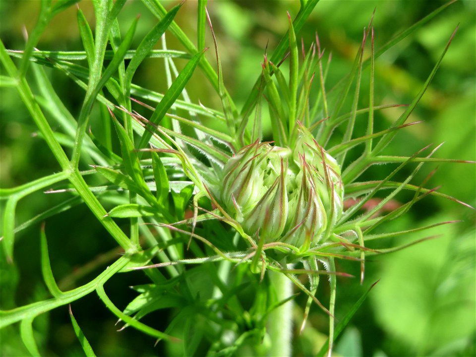Wilde Möhre (Daucus carota) am Osthafen in Saarbrücken