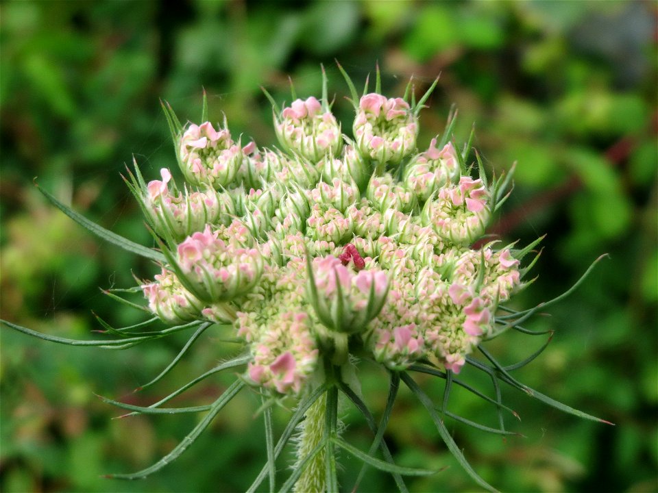 Wilde Möhre (Daucus carota) auf einem Schuttplatz in Hockenheim