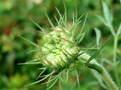 Wilde Möhre (Daucus carota) auf einem Schuttplatz in Hockenheim