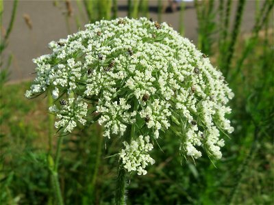 Wilde Möhre (Daucus carota) im Neuenheimer Feld in Heidelberg