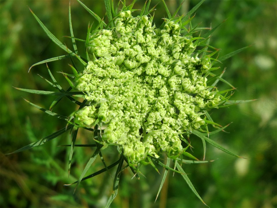 Wilde Möhre (Daucus carota) im Neuenheimer Feld in Heidelberg