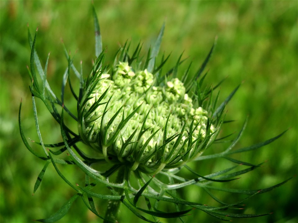 Wilde Möhre (Daucus carota) in Hockenheim