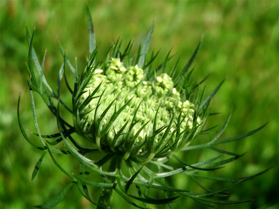 Wilde Möhre (Daucus carota) in Hockenheim photo