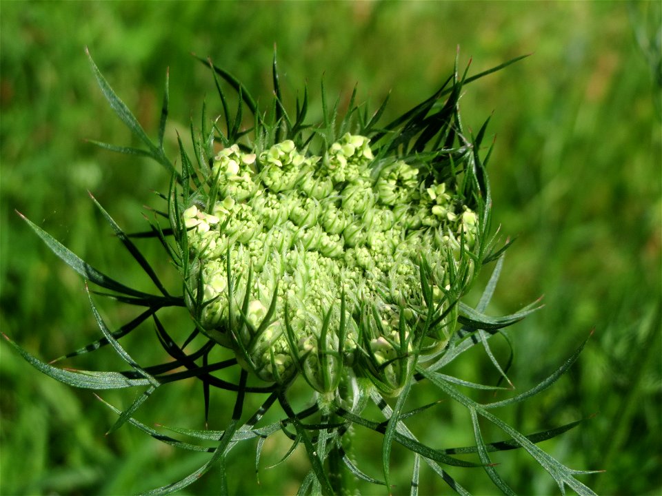 Wilde Möhre (Daucus carota) in Hockenheim