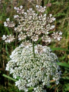 Wilde Möhre (Daucus carota) in Bruchmühlbach-Miesau