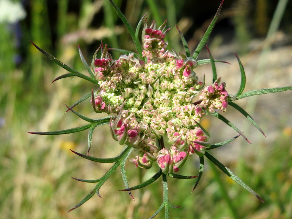 Wilde Möhre (Daucus carota) in Bruchmühlbach-Miesau photo