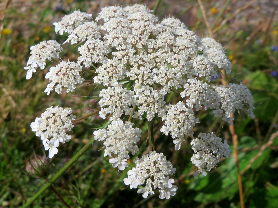 Wilde Möhre (Daucus carota) in Bruchmühlbach-Miesau