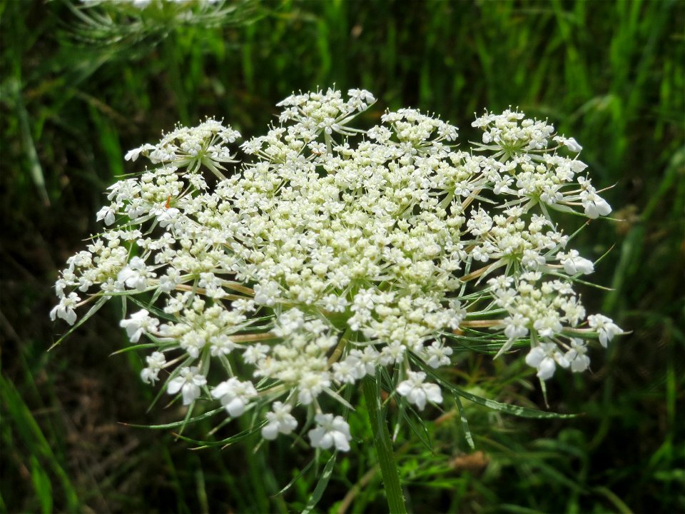 Wilde Möhre (Daucus carota) in Hockenheim