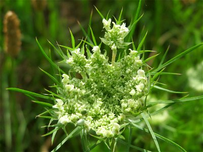 Wilde Möhre (Daucus carota) in Hockenheim