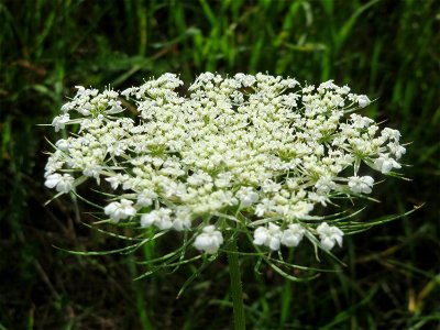 Wilde Möhre (Daucus carota) in Hockenheim