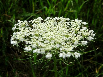 Wilde Möhre (Daucus carota) in Hockenheim photo