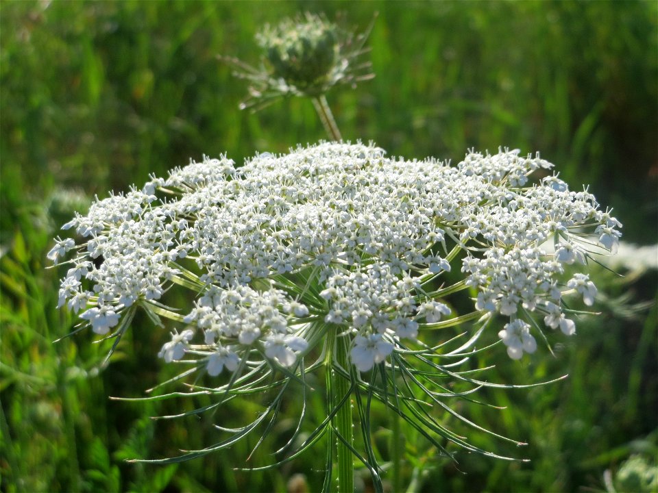 Wilde Möhre (Daucus carota) in Hockenheim