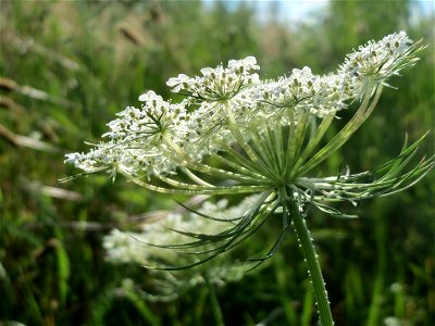 Wilde Möhre (Daucus carota) in Hockenheim