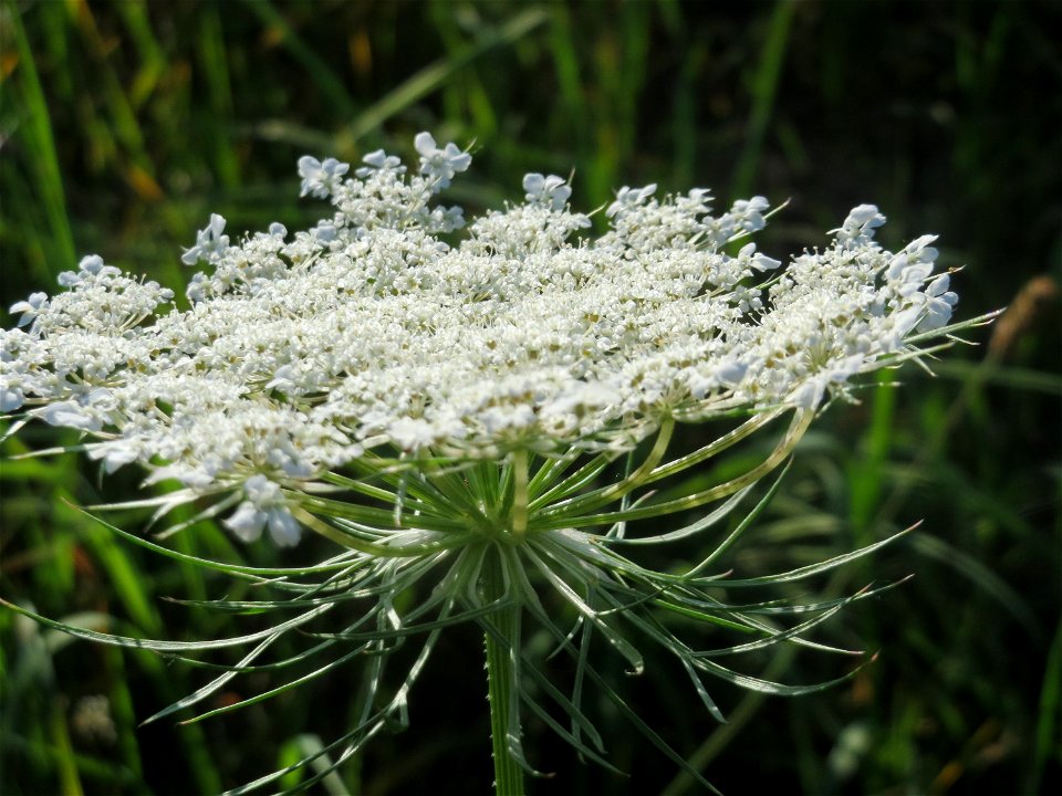 Wilde Möhre (Daucus carota) in Hockenheim