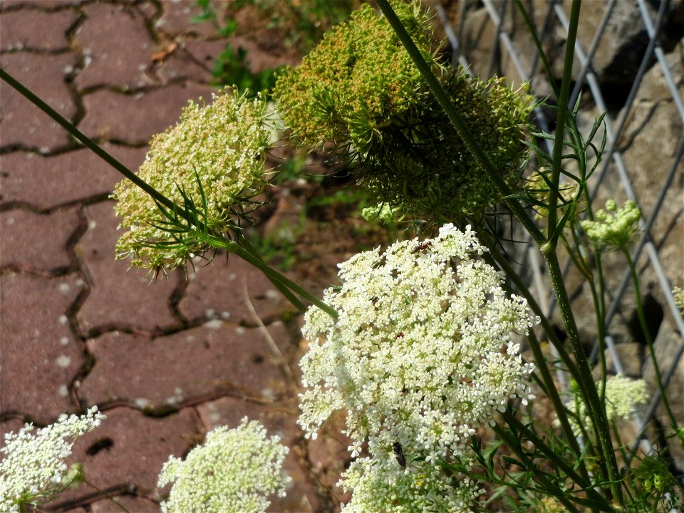 Wilde Möhre (Daucus carota) in Hockenheim