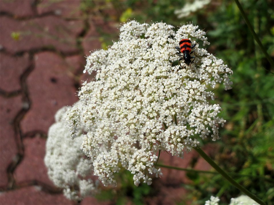 Wilde Möhre (Daucus carota) in Hockenheim
