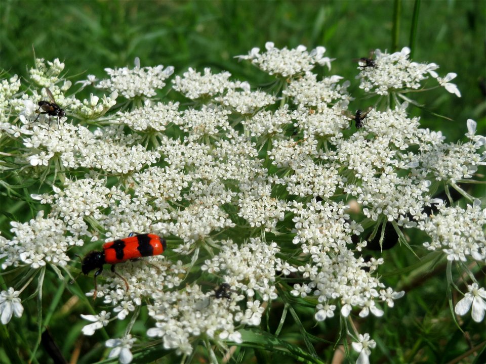 Wilde Möhre (Daucus carota) im Landesgartenschaupark Hockenheim
