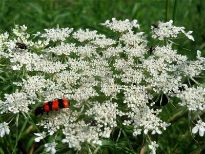 Wilde Möhre (Daucus carota) im Landesgartenschaupark Hockenheim