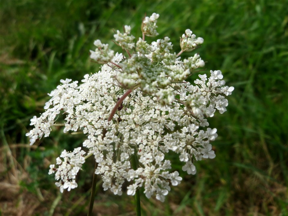 Wilde Möhre (Daucus carota) in Hockenheim