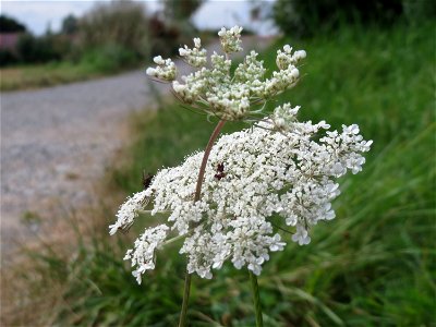 Wilde Möhre (Daucus carota) in Hockenheim