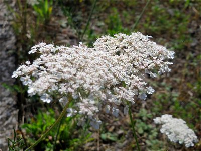 Wilde Möhre (Daucus carota) am Bahnhof Bruchmühlbach-Miesau