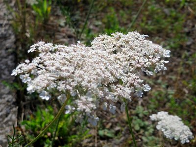 Wilde Möhre (Daucus carota) am Bahnhof Bruchmühlbach-Miesau photo