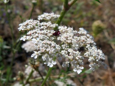 Wilde Möhre (Daucus carota) am Bahnhof Bruchmühlbach-Miesau