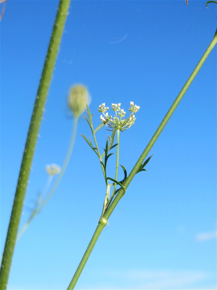 Wilde Möhre (Daucus carota) bei Hockenheim
