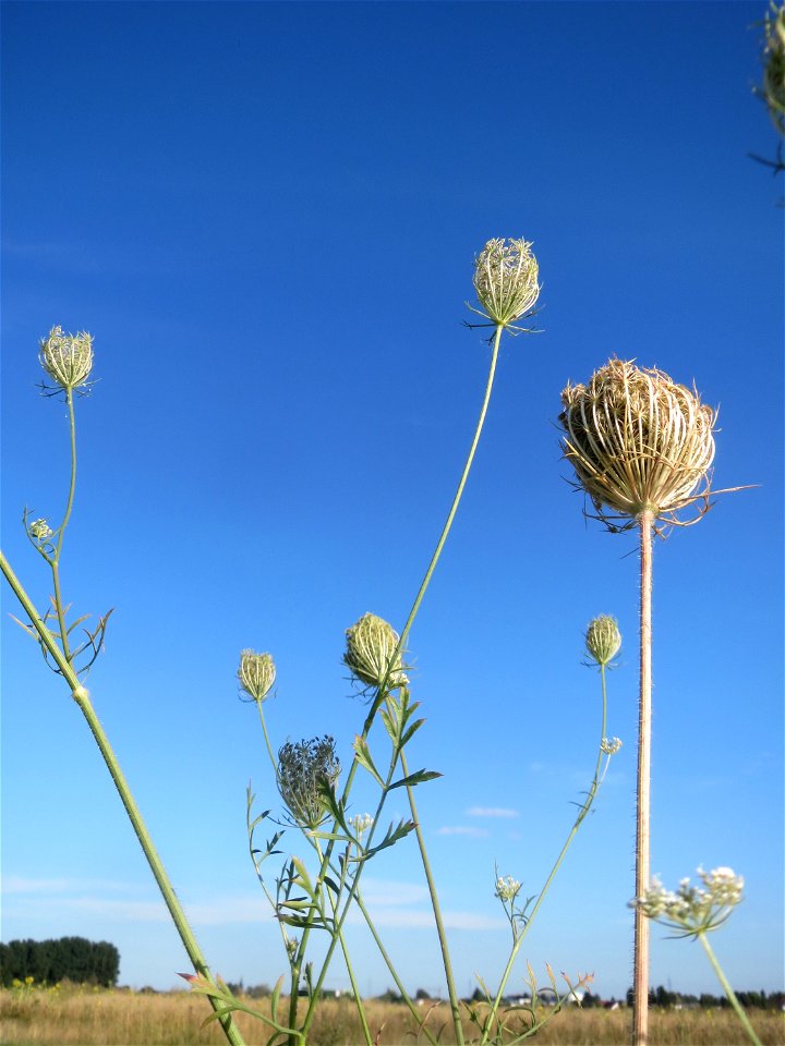 Wilde Möhre (Daucus carota) bei Hockenheim