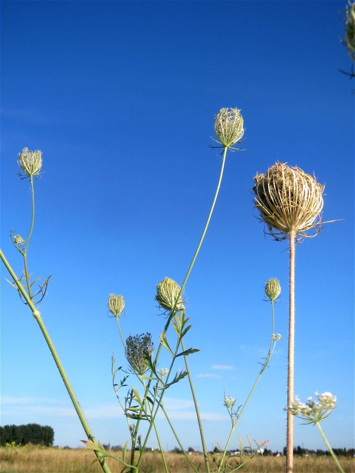 Wilde Möhre (Daucus carota) bei Hockenheim photo